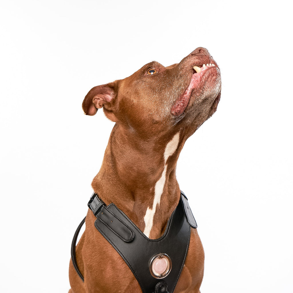 Good Vibration Dog Harness - Black
