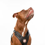 Good Vibration Dog Harness - Black