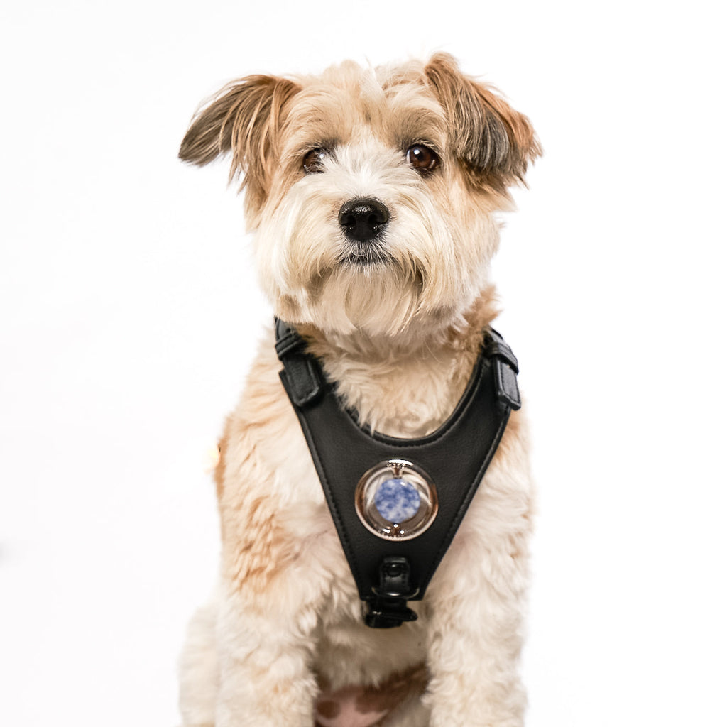 Good Vibration Dog Harness - Black