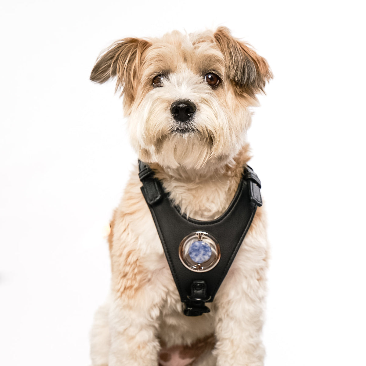 Good Vibration Dog Harness - Black